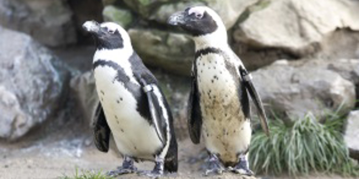 Valentijnsdag en de dierenwereld