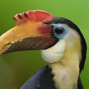 Lees meer over: Geribbelde neushoornvogel