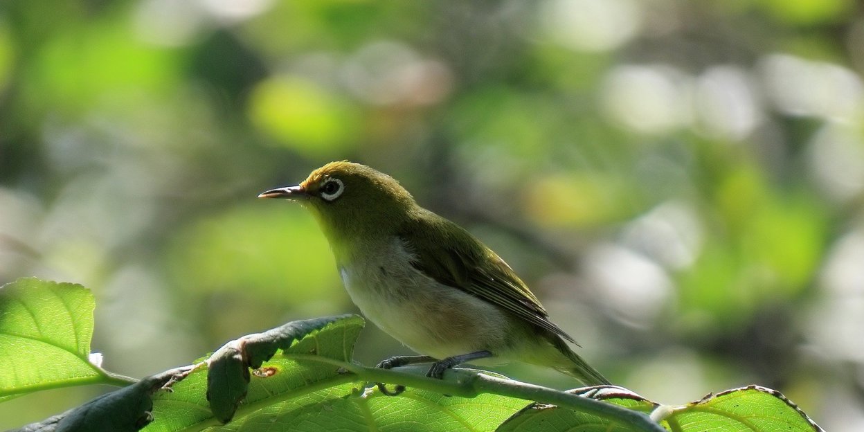 Brilvogels: de mussen van de Bush