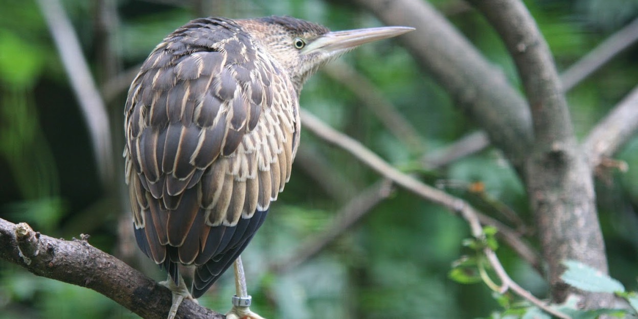Een aapje in de mangrove