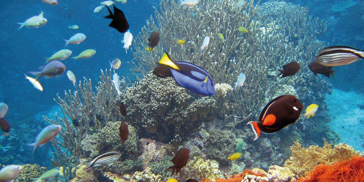 Burgers' Ocean geopend