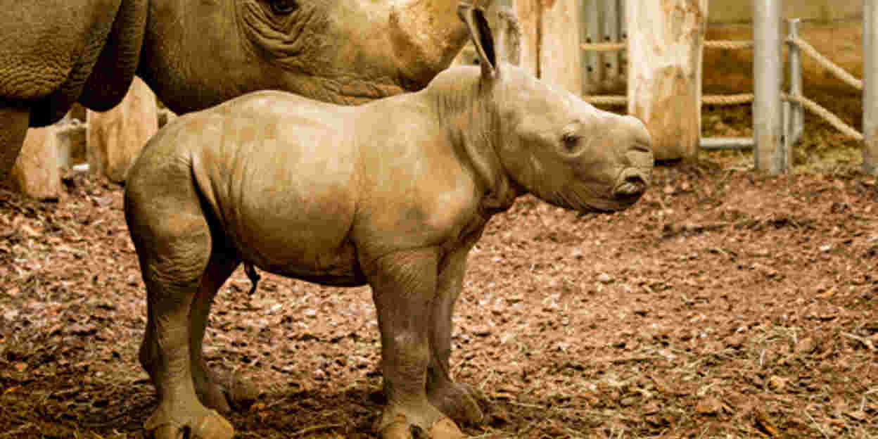 Neushoorn live voor de webcam geboren!