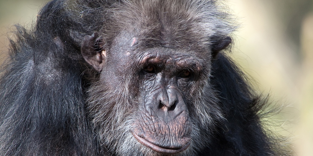 Dieren en het coronavirus 