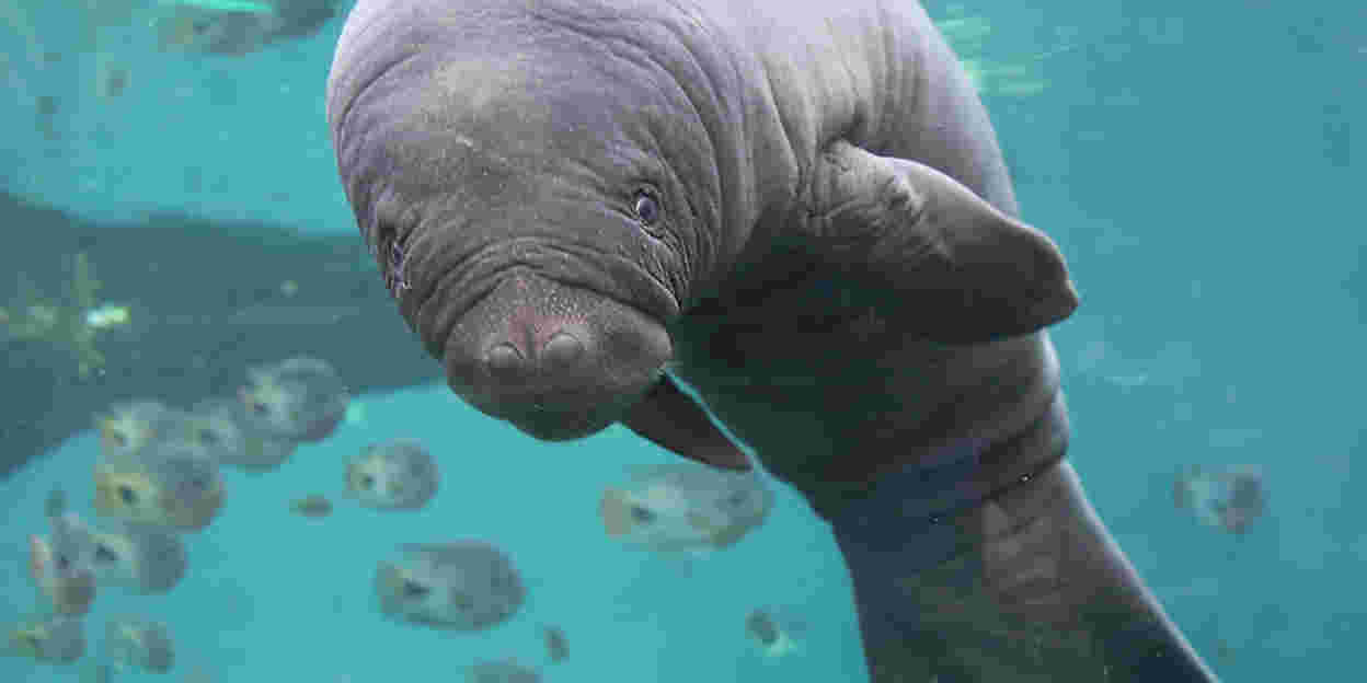Burgers' Zoo verwelkomt jonge zeekoe