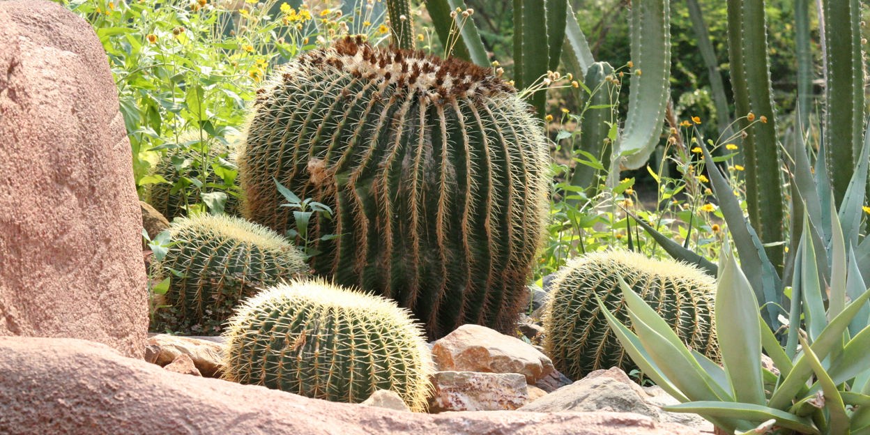 Kleur en Fleur in de Desert