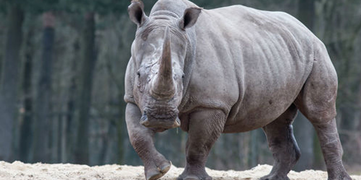 Live webcam volgt drachtige neushoorn