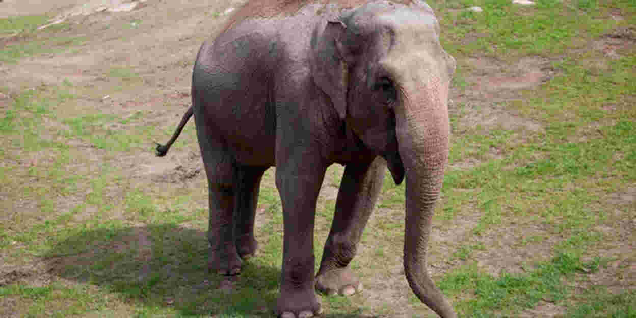 Zweedse olifant emigreert naar het zuiden