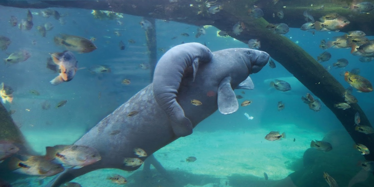 Onze Caribische zeekoe is drachtig!