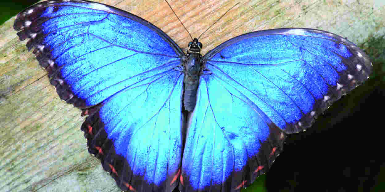 Fascinerende fladderaars van Belize