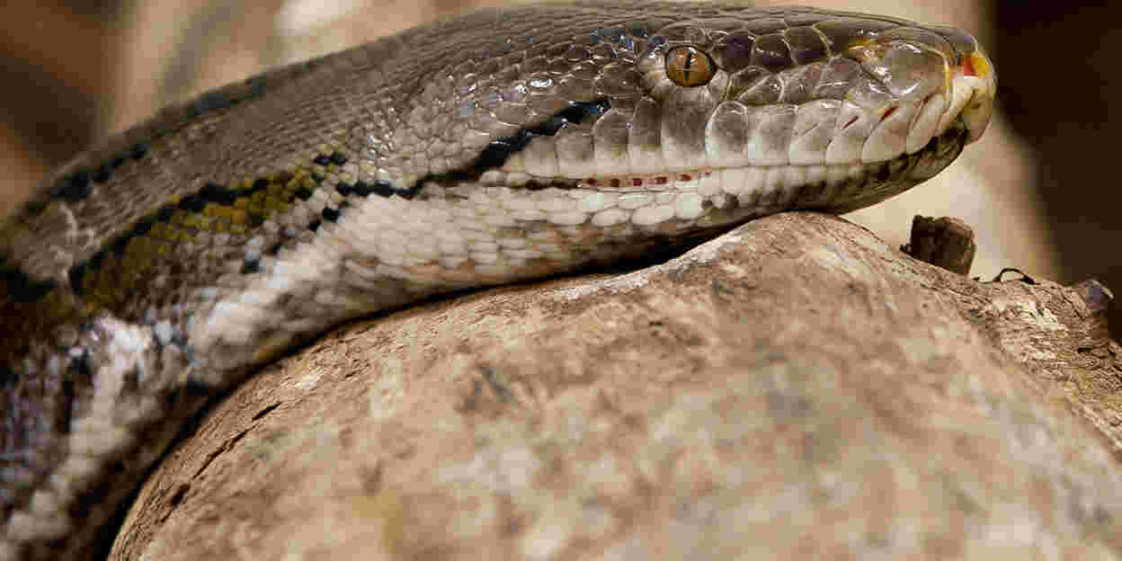Netpython