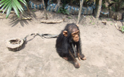 Op zoek naar bedreigde chimpanseecultuur