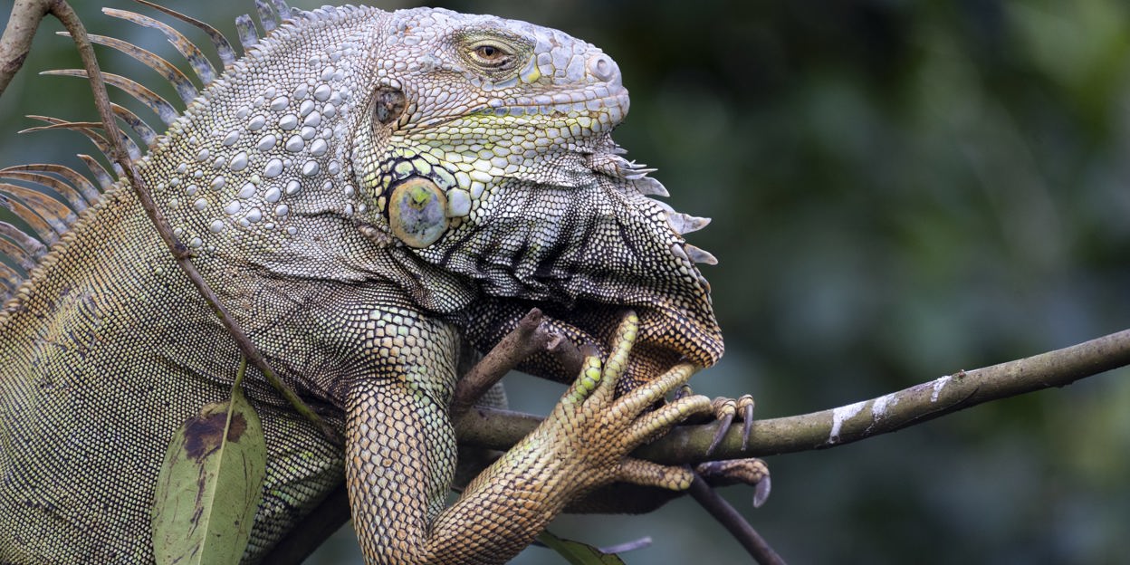 Dierentuinen zijn niet blij met aangeboden huisdieren